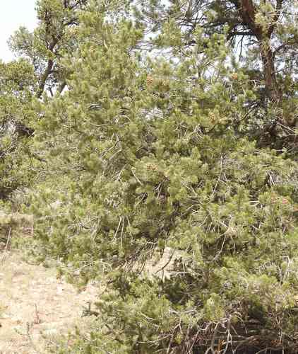 Pinyon pine(Pinus edulis)