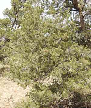 Pinyon pine(Pinus edulis)