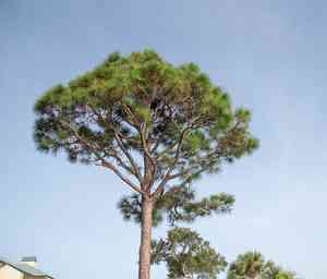 Slash pine(Pinus elliottii)
