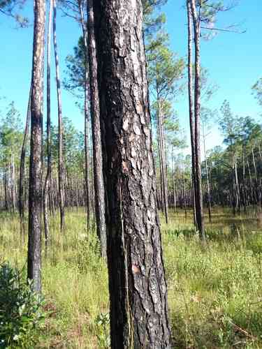 Slash pine(Pinus elliottii)