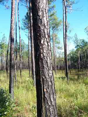 Slash pine(Pinus elliottii)