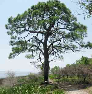 Slash pine(Pinus elliottii)