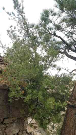 Limber pine(Pinus flexilis)