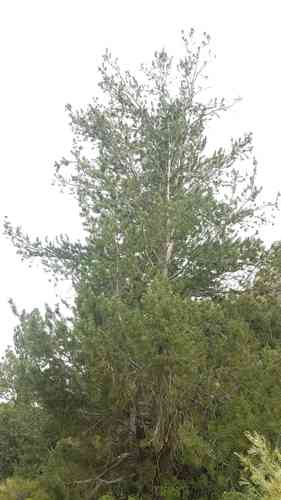 Limber pine(Pinus flexilis)