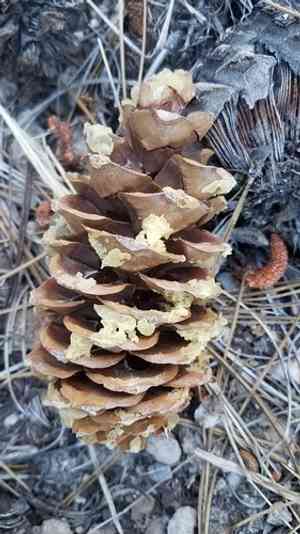 Limber pine(Pinus flexilis)