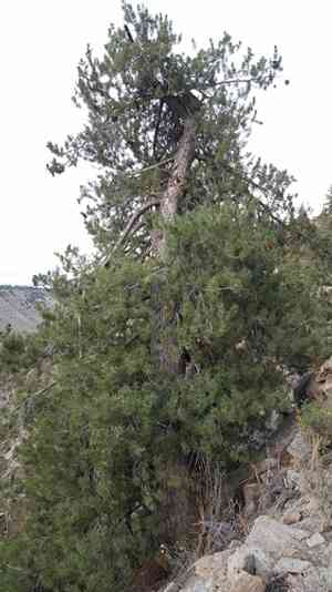 Limber pine(Pinus flexilis)