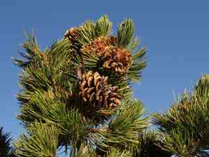 Limber pine(Pinus flexilis)