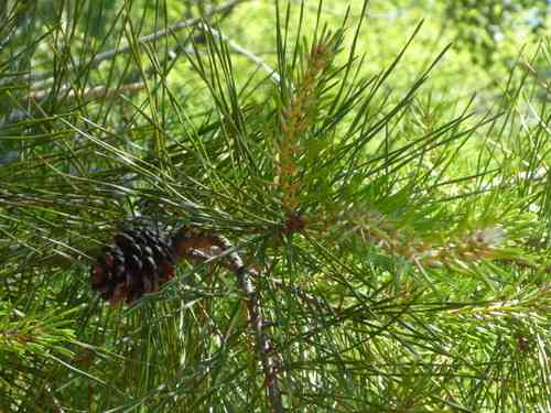 Spruce pine(Pinus glabra)