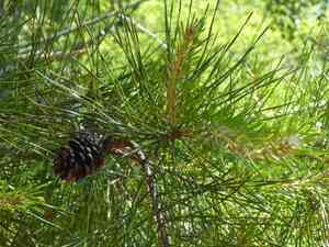 Spruce pine(Pinus glabra)