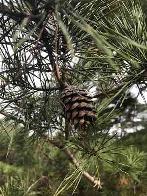 Spruce pine(Pinus glabra)