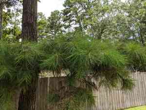 Spruce pine(Pinus glabra)