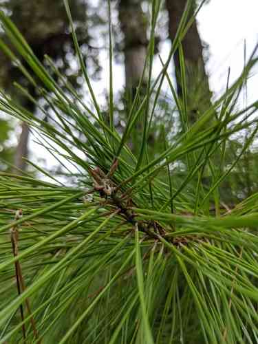 Spruce pine(Pinus glabra)