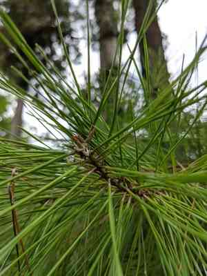 Spruce pine(Pinus glabra)