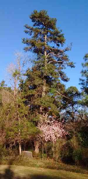 Spruce pine(Pinus glabra)