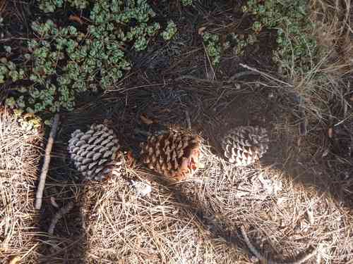 Jeffrey pine(Pinus jeffreyi)