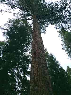 Jeffrey pine(Pinus jeffreyi)