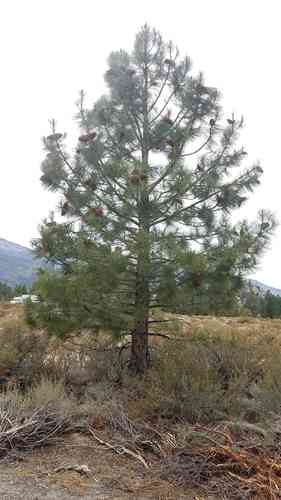 Jeffrey pine(Pinus jeffreyi)