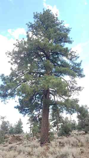 Jeffrey pine(Pinus jeffreyi)