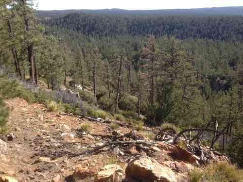 Jeffrey pine(Pinus jeffreyi)