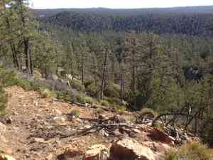 Jeffrey pine(Pinus jeffreyi)