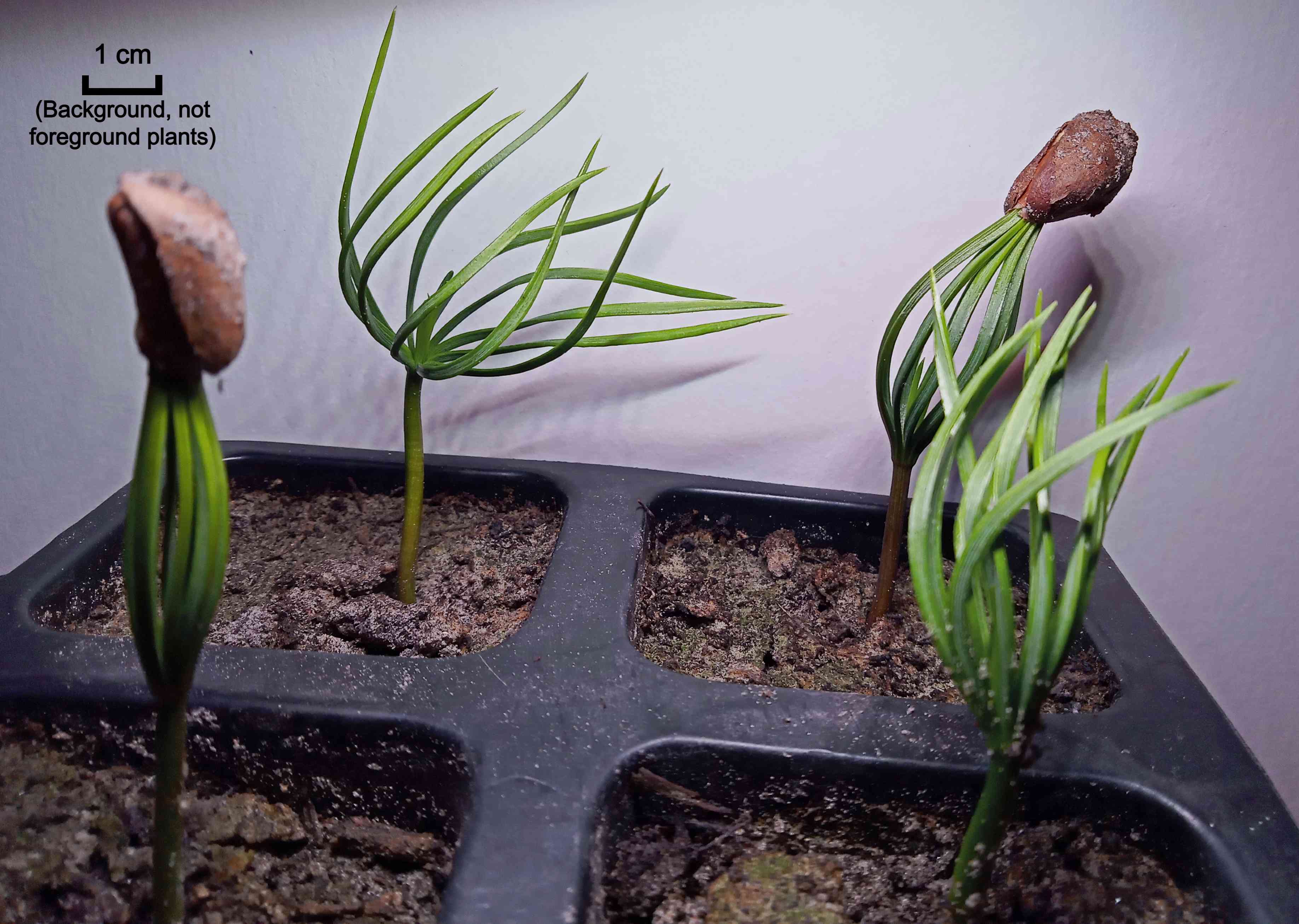 Korean pine(Pinus koraiensis)