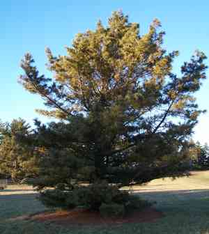 Korean pine(Pinus koraiensis)