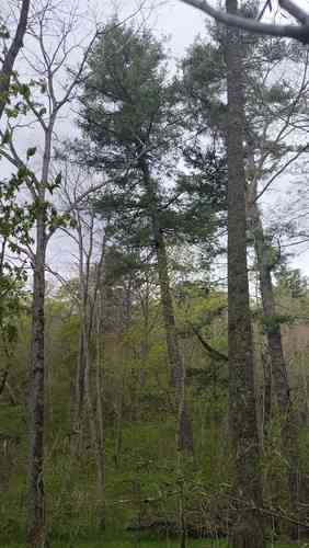 Korean pine(Pinus koraiensis)