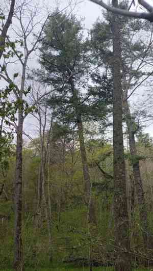 Korean pine(Pinus koraiensis)