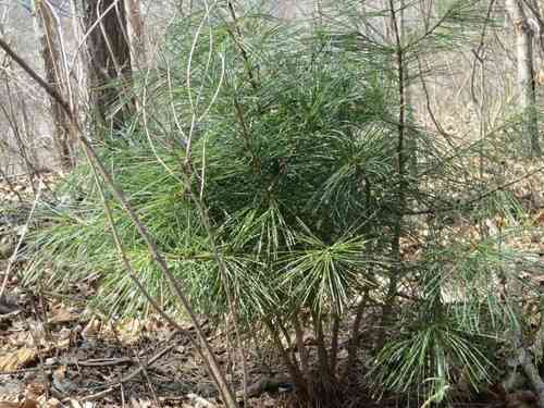 Korean pine(Pinus koraiensis)