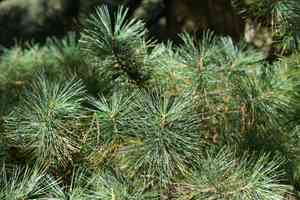 Korean pine(Pinus koraiensis)