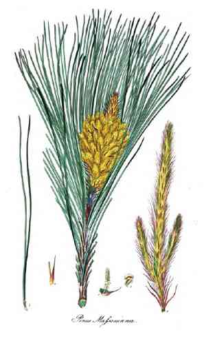 Chinese red pine(Pinus massoniana)