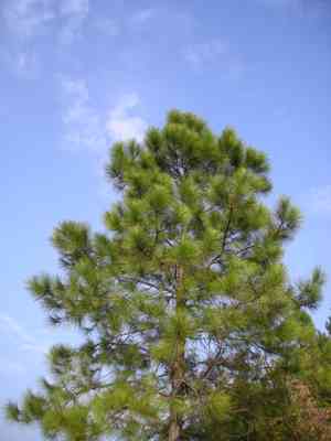 Chinese red pine(Pinus massoniana)