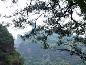 Chinese red pine(Pinus massoniana)