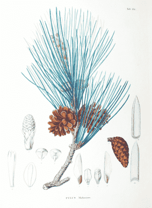 Chinese red pine(Pinus massoniana)
