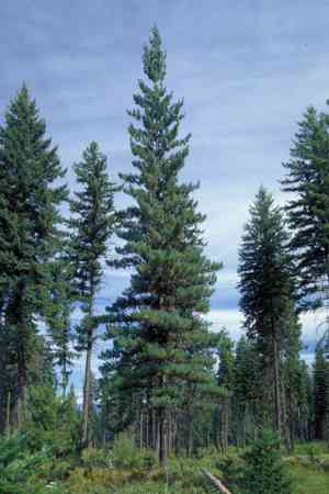 Western white pine(Pinus monticola)