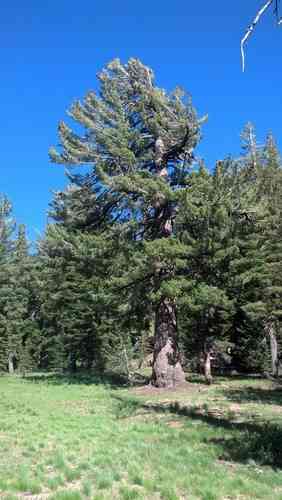 Western white pine(Pinus monticola)