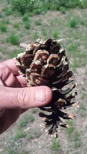 Western white pine(Pinus monticola)