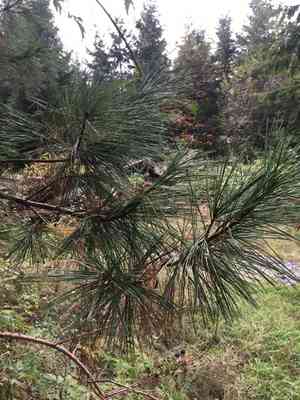 Western white pine(Pinus monticola)
