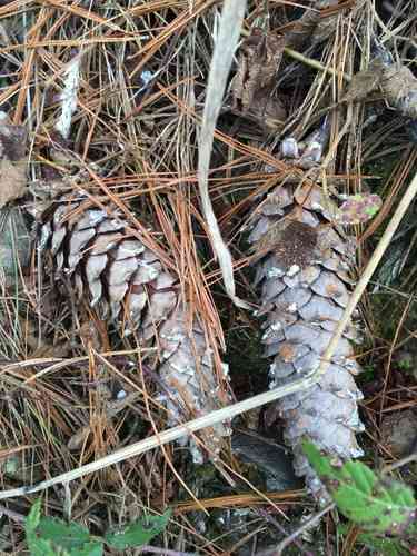 Western white pine(Pinus monticola)