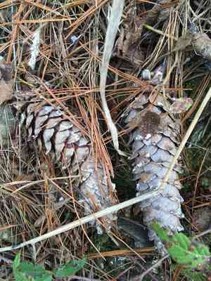 Western white pine(Pinus monticola)