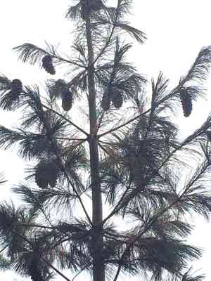 Western white pine(Pinus monticola)