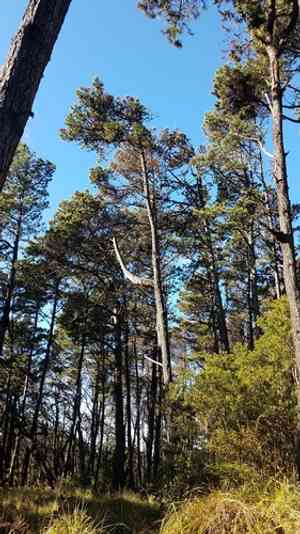 Bishop pine(Pinus muricata)