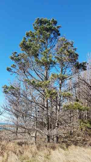 Bishop pine(Pinus muricata)