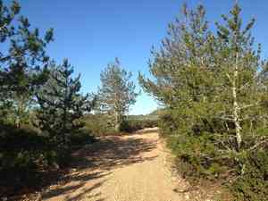 Bishop pine(Pinus muricata)