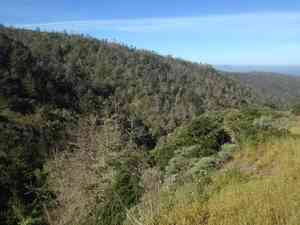 Bishop pine(Pinus muricata)