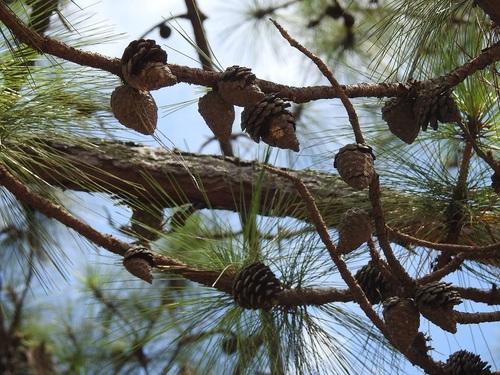 Ocote chino (Pinus oocarpa) Care Guide: Pests, Diseases, Watering ...