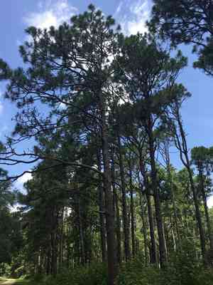 Longleaf pine(Pinus palustris)