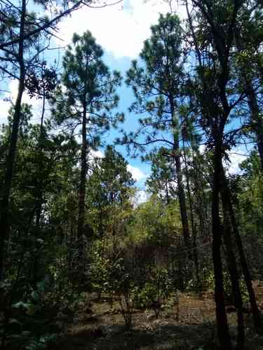 Longleaf pine(Pinus palustris)