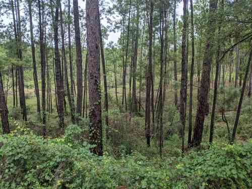 Longleaf pine(Pinus palustris)