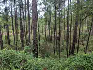 Longleaf pine(Pinus palustris)